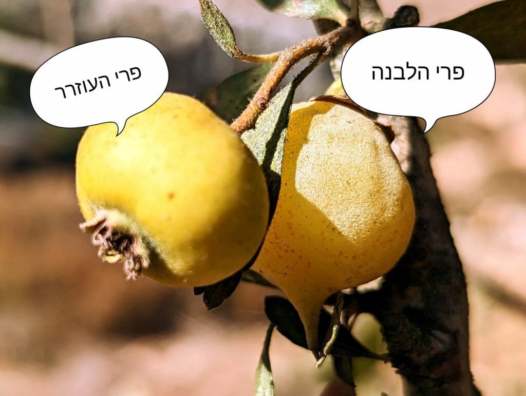 בסיור ליקוט נלמד לזהות פירות אכילים לעומת רעילים | סיורי ליקוט עם אבישג המלקטת