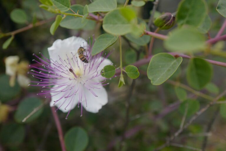 flower with bee | סיורי ליקוט עם אבישג המלקטת