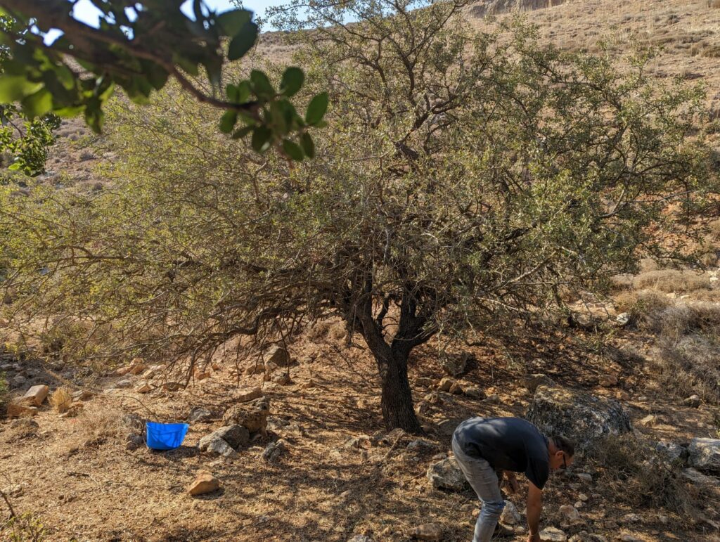 בסיור ליקוט נלמד על עץ העוזרר, עוזרר קוצני צמח רפואי | סיורי ליקוט עם אבישג המלקטת