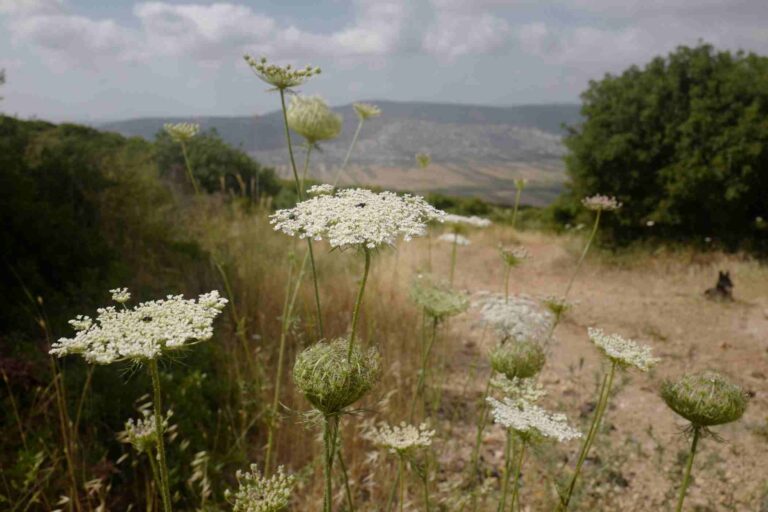 גזר קיפח – נעים להכיר – אבישג המלקטת