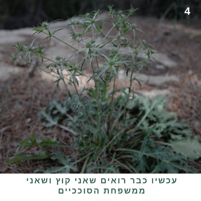 החרחבינה כבר קוץ אבל עוד לא הכחילה