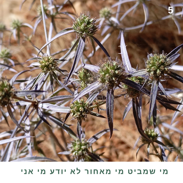 החרחבינה כבר קוץ כחול