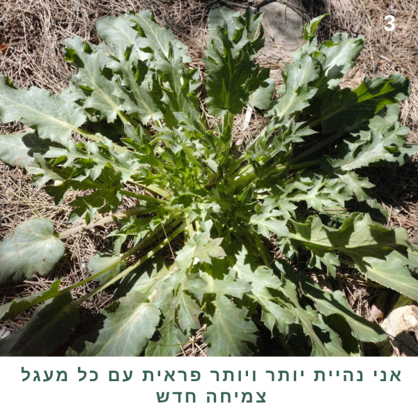 החרחבינה רגע לפני שהיא נהפכת לקוץ