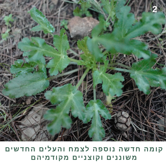 עם כל קומה חדשה של עלים הם נהיים משוננים וקוצניים