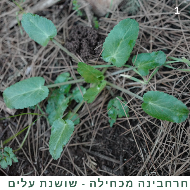 חרחבינה מכחילה שושנת עלים
